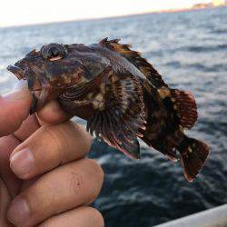 アジングのはずが…