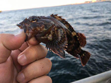 アジングのはずが…