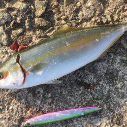 シャクリシャクリ