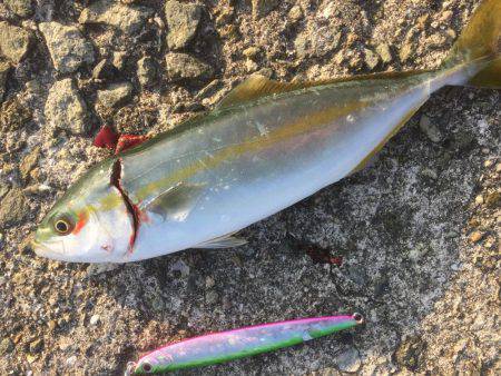 シャクリシャクリ