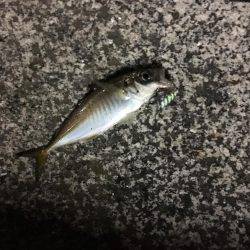 アジング&ジギング