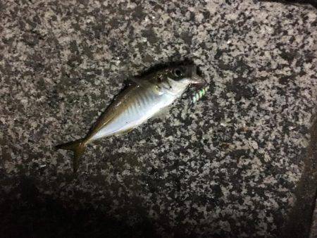 アジング&ジギング