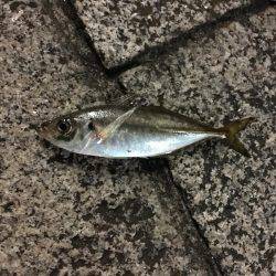 みなとみらい アジング