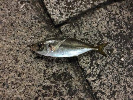 みなとみらい アジング