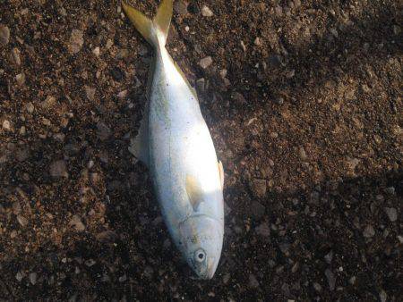 お恥ずかしながら…