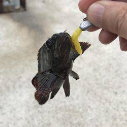 ワームでデイゲーム