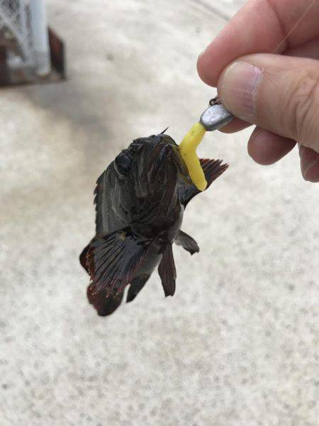 ワームでデイゲーム