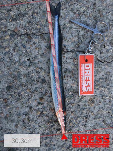 春イカ狙うも！？