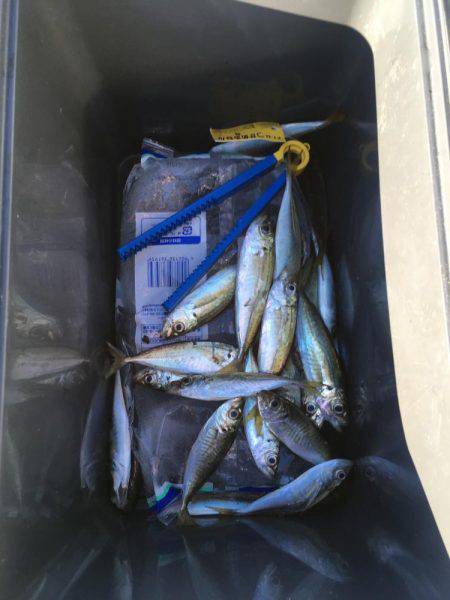 アジ釣り