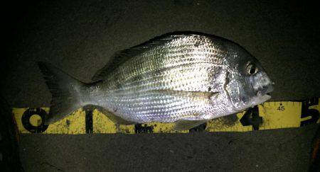 ドラグが叫ぶ！