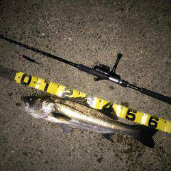 バチパターン継続か