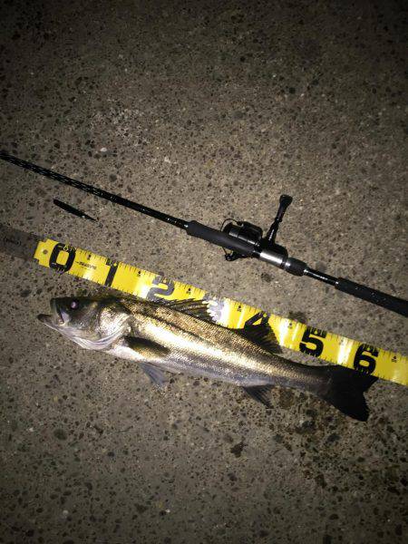 バチパターン継続か