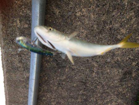 ツバスファイブにシーバスワン