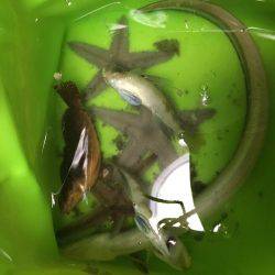 ちょい投げにて