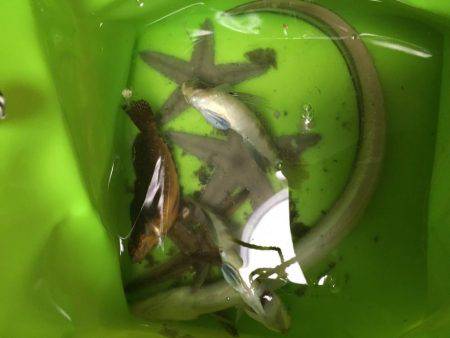 ちょい投げにて