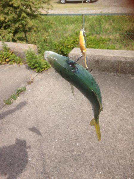 ツバス14午後の部