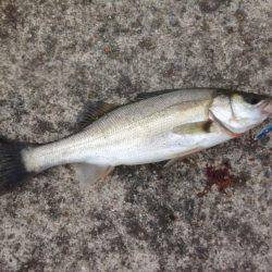 シーバスのちツーバスさん