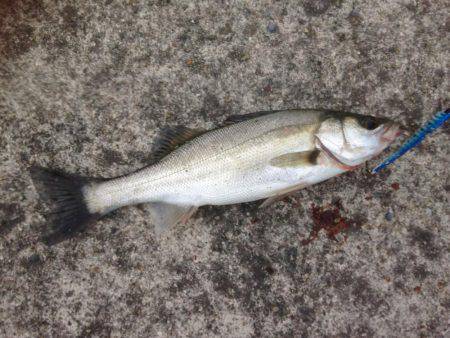 シーバスのちツーバスさん