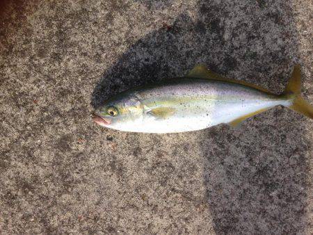 ツバスワンにトビエイ4