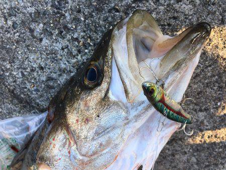 武庫川一文字でシーバス・サゴシ