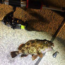 メバル釣れました！