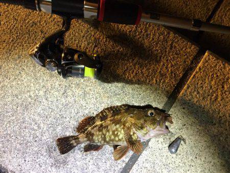 メバル釣れました！