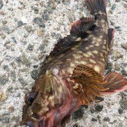 神戸沖堤防　ライトワインドでガシラ