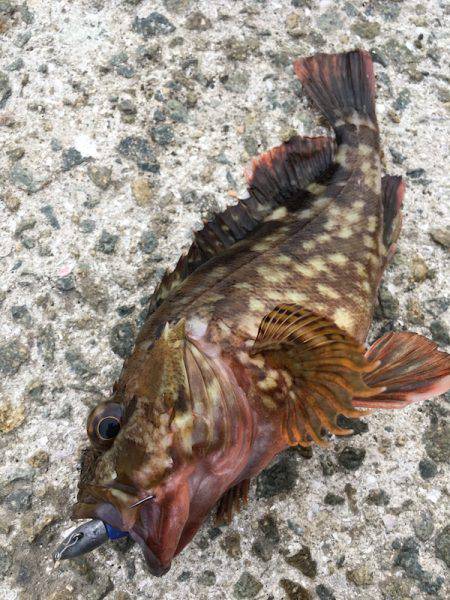 神戸沖堤防　ライトワインドでガシラ