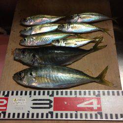 アジ釣り⑦