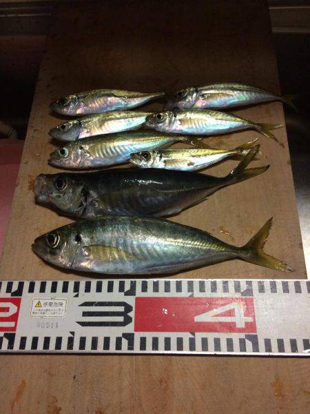 アジ釣り⑦