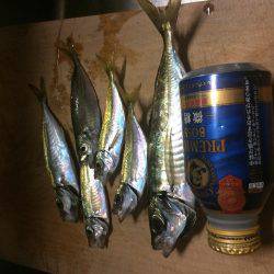 アジ釣り⑨ 撃沈