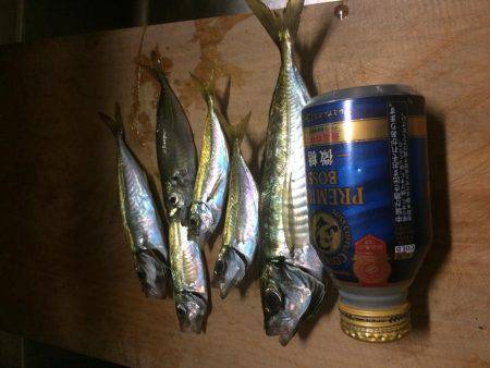 アジ釣り⑨ 撃沈