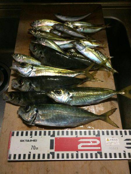 アジ釣り⑩ 久しぶりに楽しめました！