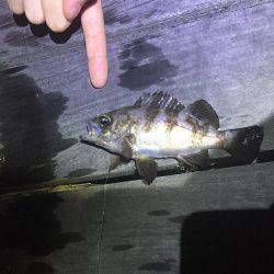 ガシラ メバル！