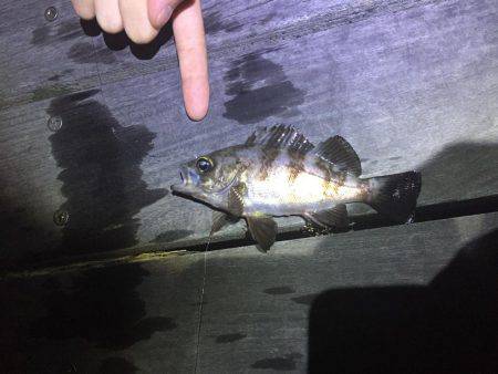 ガシラ メバル！