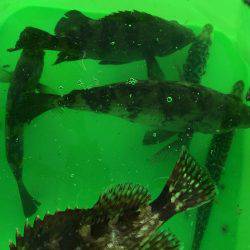 師崎ちょい投げ