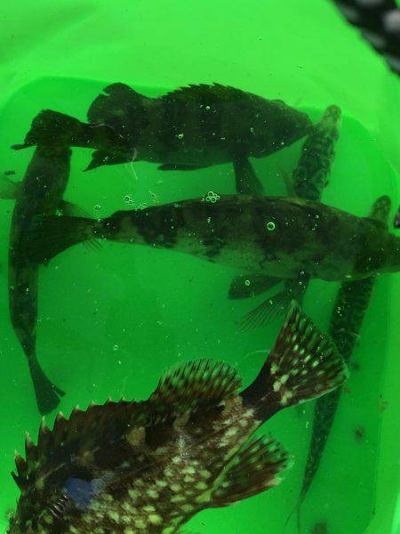 師崎ちょい投げ