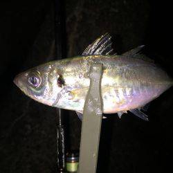 やっぱりアジング