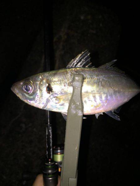 やっぱりアジング