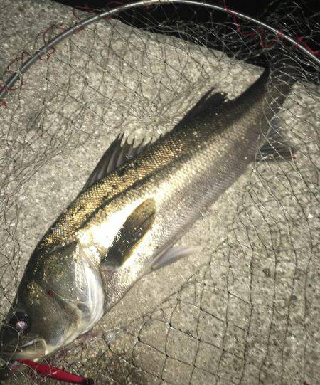 神戸湾奥バチパターン健在