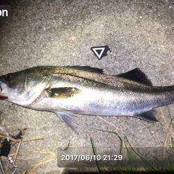 バチパターンまだまだいけます