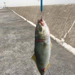 ツバスの時合い