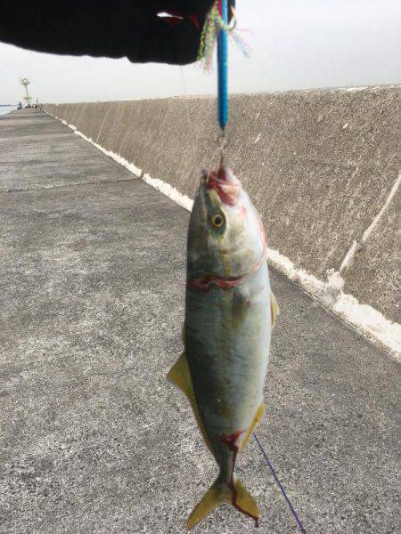 ツバスの時合い