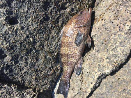 オオモンゲーム