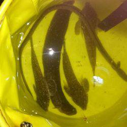 メゴチ　ギンポ　アナゴ