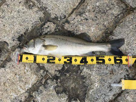 シーバス好調！！