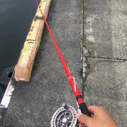 またヘチ釣りに行ってきましたが