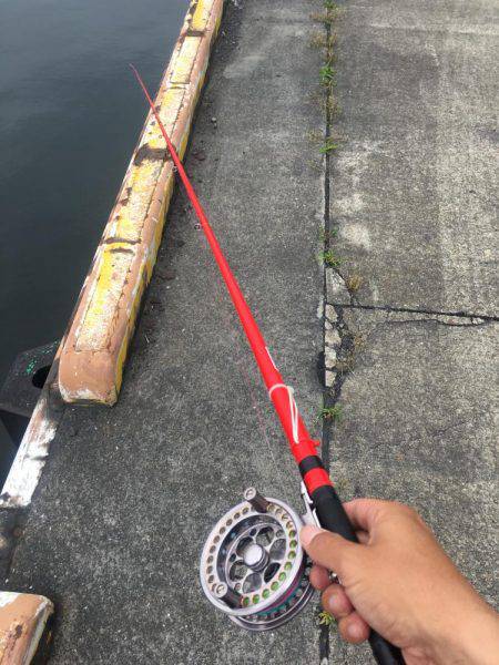 またヘチ釣りに行ってきましたが