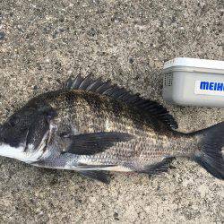 珍しいカンダイ！