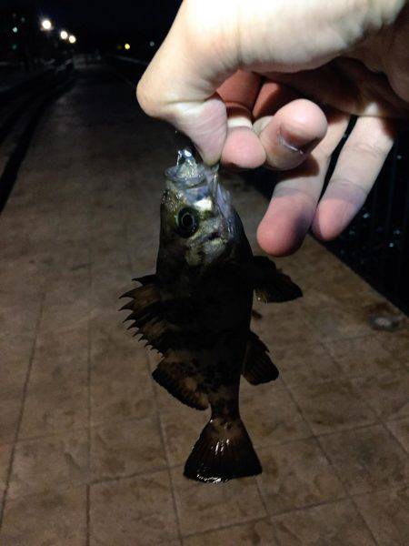 五目フィッシングの季節